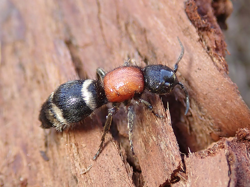 Formica??? no, Mutilla europaea (Mutillidae), femmina